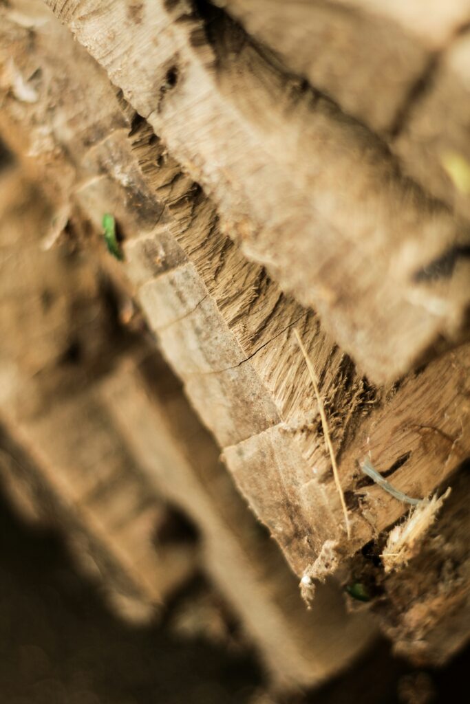 DTS_Earth_Friendly_Kristine_Isabedra_Photos_ID2778